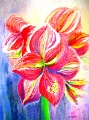 Amaryllis 30x40 Kreide