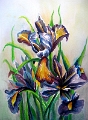 Iris Grossblumig 50x70