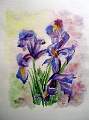 Irisfantasie 30x40
