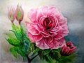 Rose mit Tautropfen 50x70